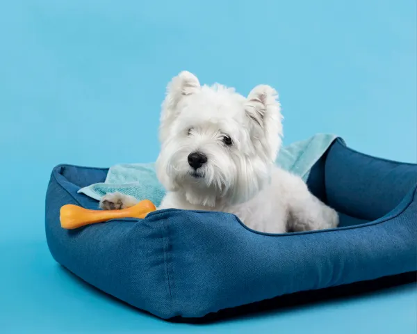 Importing Pet Products into India: Rules, Permits, Duties & Compliance Guide (2026)