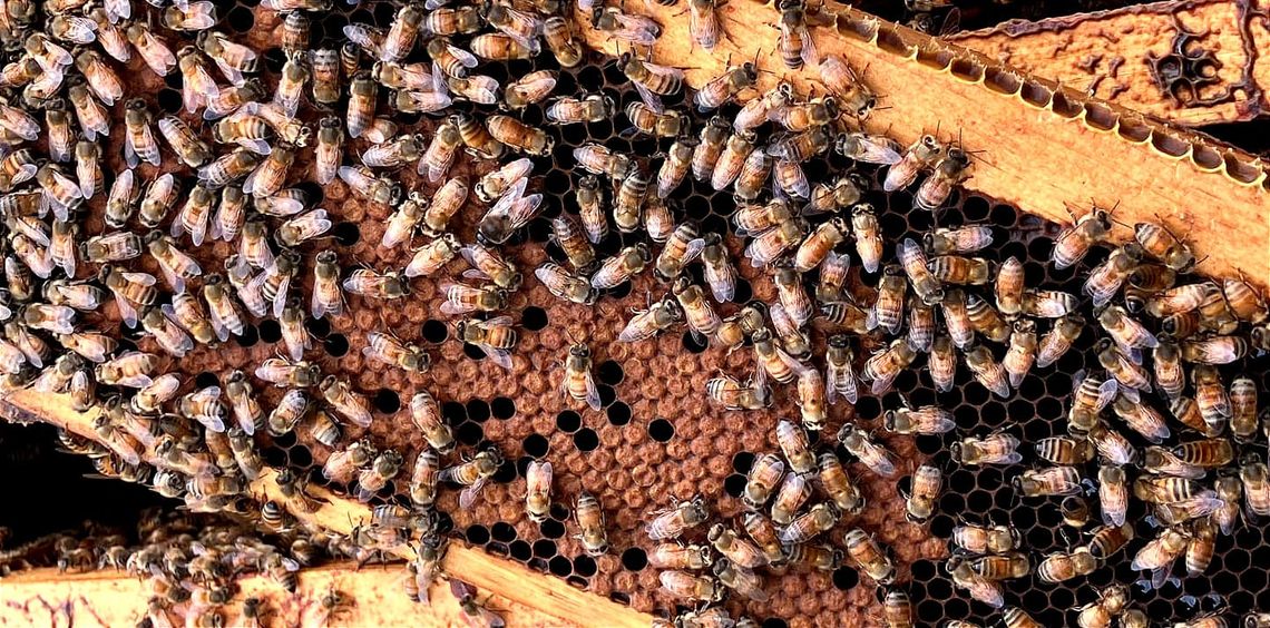 Testimonial - Berkshire landowners James and Emily