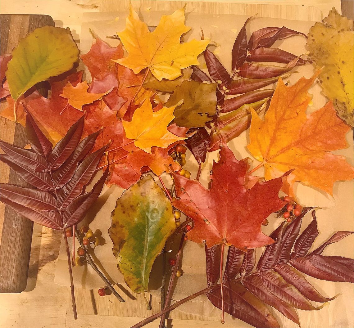 Harvest week at PS29 Brooklyn