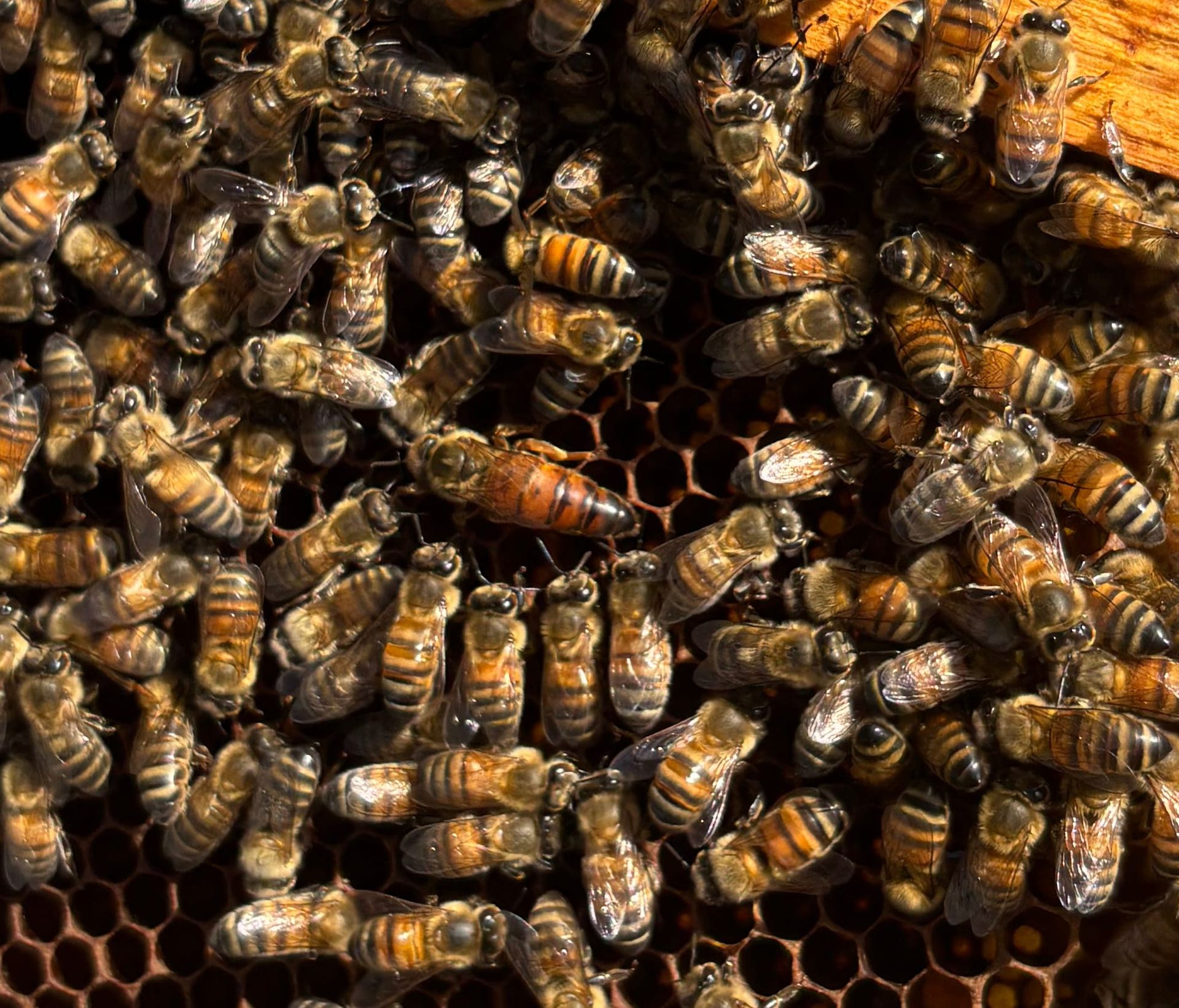 Freestyle @ Silver Brothers Distillery in Old Chatham NY