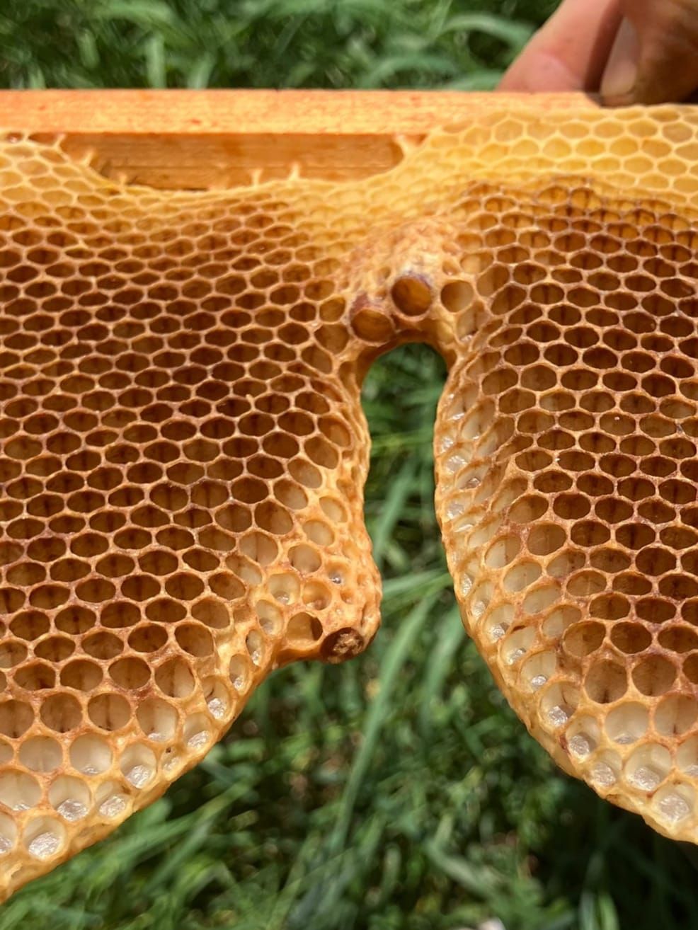 Testimonial - Elspeth and Will