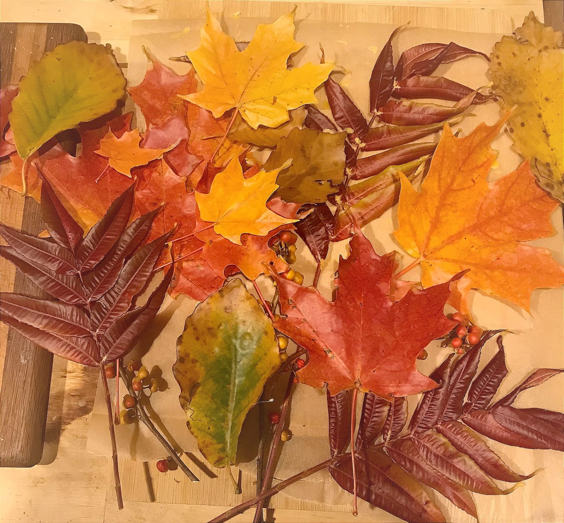 Harvest week at PS29 Brooklyn