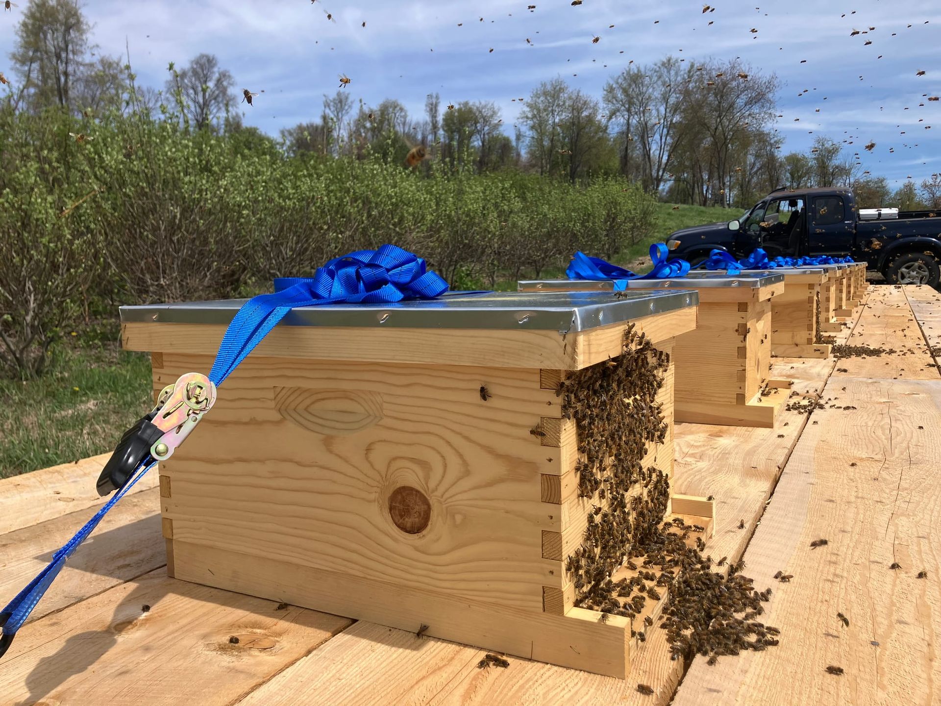 Honeybee Sanctuary installation