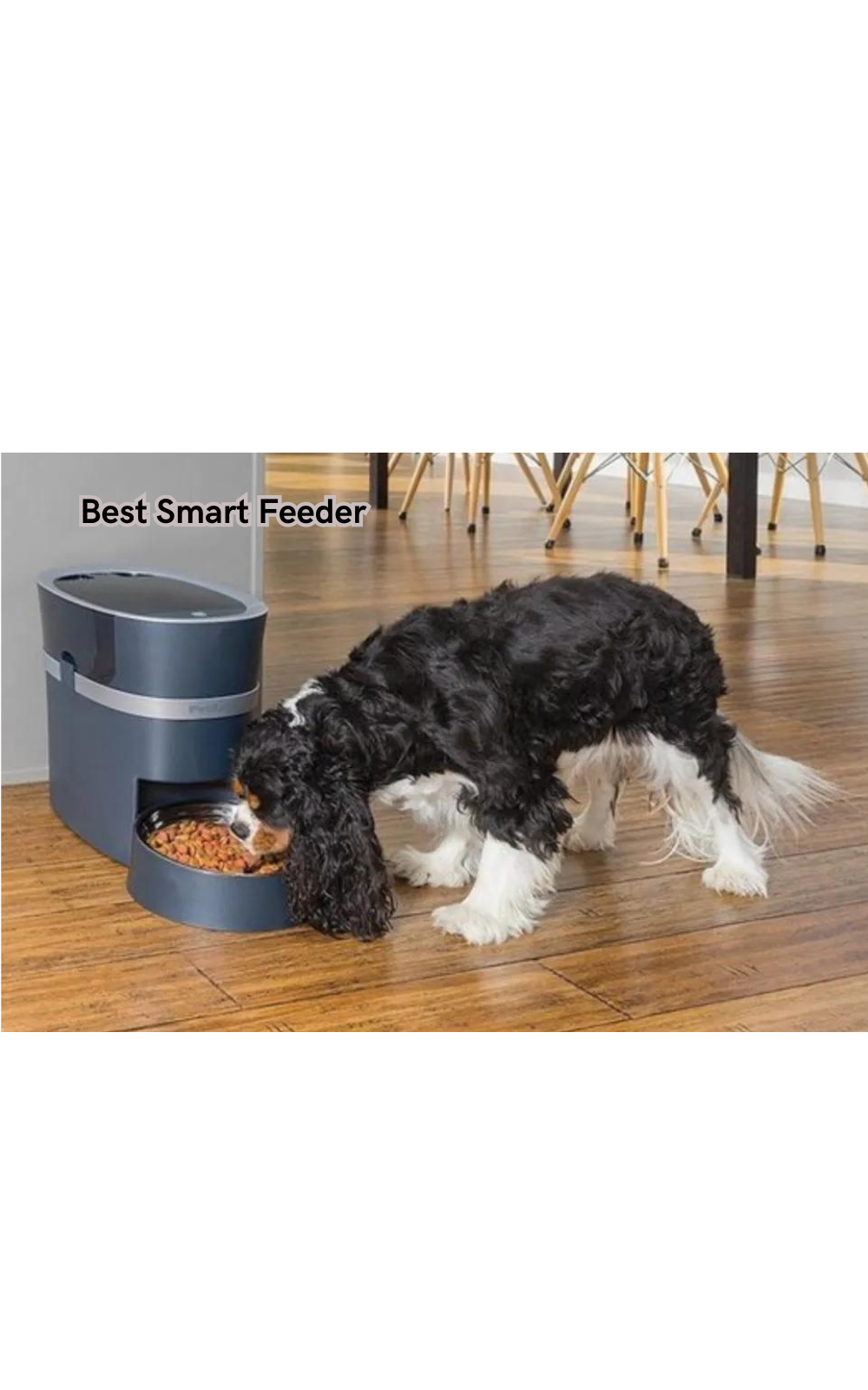 Get Ready to Upgrade Your Pet's Mealtime Routine with the Best Smart Feeder