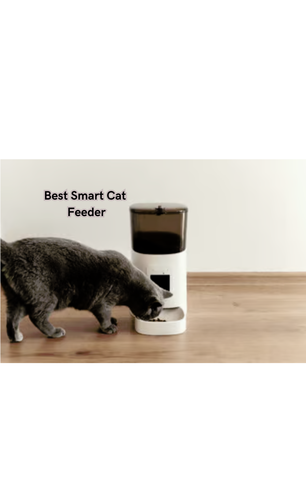 Say Goodbye to Messy Meal Times: Our Best Smart Cat Feeder