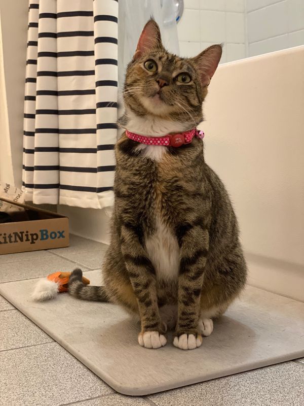 Introducing Katsu