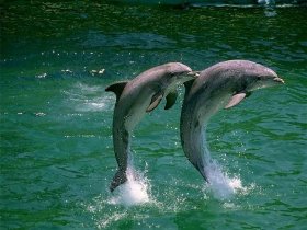 delfines-saltando