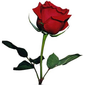 rosa-roja rosa-roja