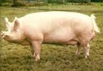 cerdo-3