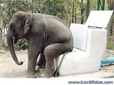 autorretrato de elefante