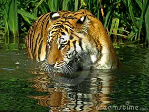 tigre
