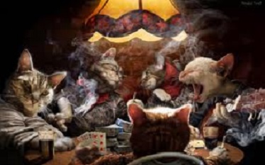 gatos