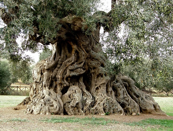 arbol.p
