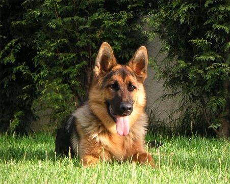 mi perro 1