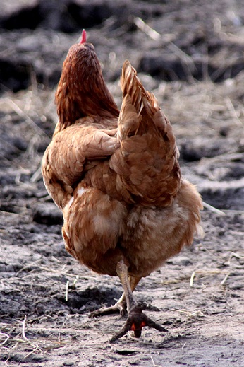 La-gallina-roja-marcha-importante-1239697835_72