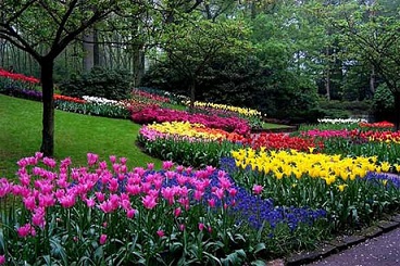 flores_jardin2