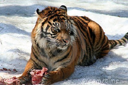 fierce-tiger-4864081