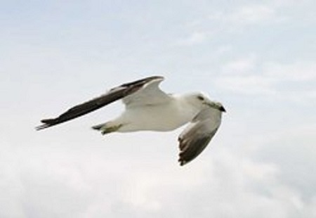 gaviota