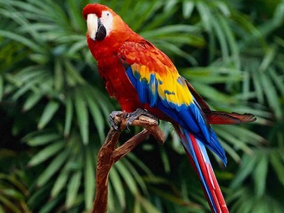 pajaro bonito