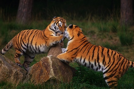 tigres