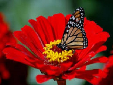 UN HOMBRE DISFRAZADO DE FLOR
