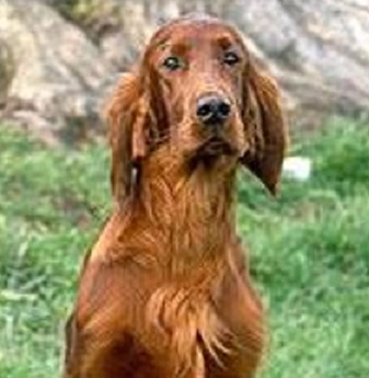 porque los perros mueren pronto