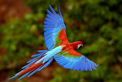MI CORAZON EA UN PAJARO LOCO