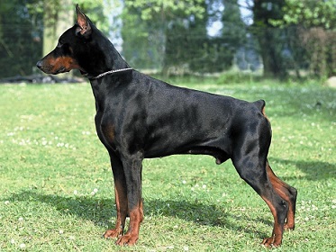PERRO SIN RABO