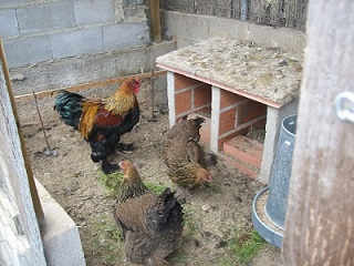 gallinero