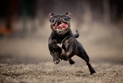 PERRO FURIOSO