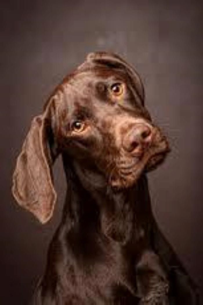 EL HOMBRE QUE ABURRIÓ HASTA A SU PERRO (RELATO)