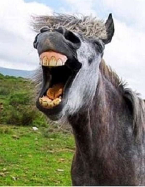 UN BURRO, SU AMO Y UN LIBRO (MICRORRELATO)