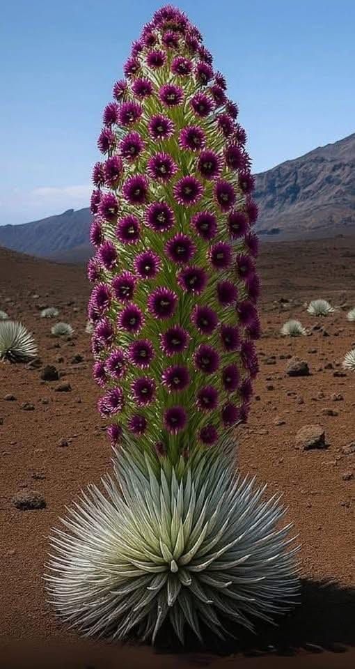 FLORECE UNA VEZ EN SU VIDA... LUEGO MUERE