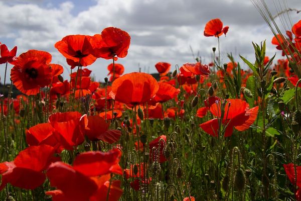 EL CAMPO DE AMAPOLAS (POEMA)