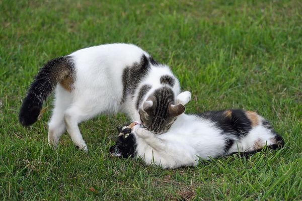 DOS GATOS Y SUS CARIÑOSOS DUEÑOS (RELATO)