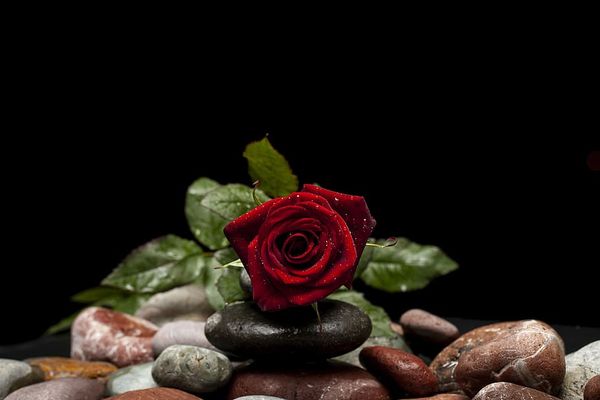 ME ENVIASTE UNA ROSA, COBARDE (RELATO)