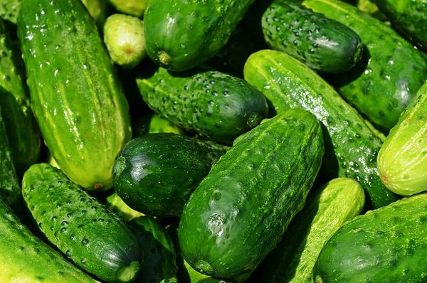 HOY ME APETECE HABLAR SOBRE UNA MODESTA HORTALIZA: EL PEPINO (ESBOZO DE INFORMACIÓN)