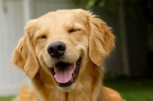 ALGUNAS RAZONES POR LAS QUE QUIERO TANTO A MI PERRO (MICRORRELATO)
