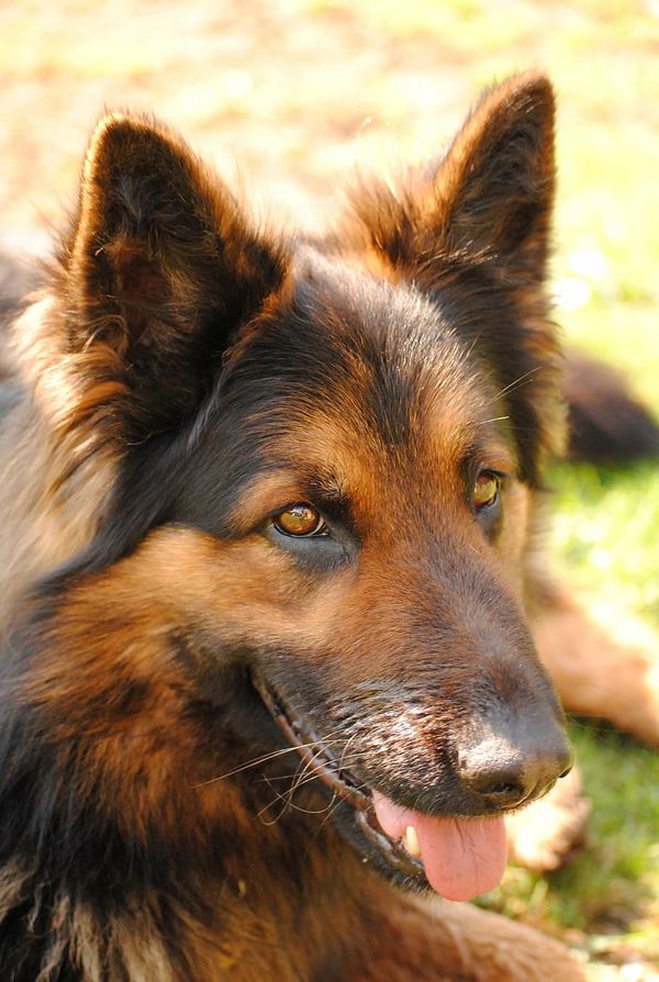 COSAS MUY IMPORTANTES QUE APRENDÍ DE MI PERRO (MICRORRELATO)