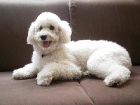 LA GRAN IMPORTANCIA DE LOS PERROS EN LA VIDA DE LAS PERSONAS (RELATO NEGRO)