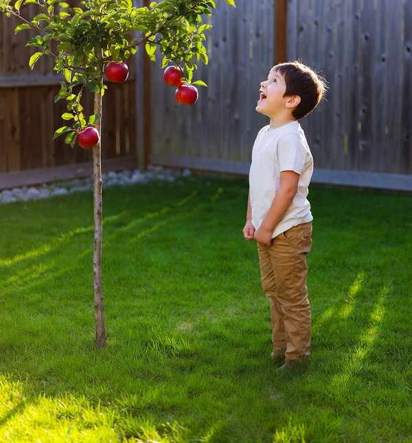 UN NIÑO PIDIÓ MANZANAS A UN MANZANO (MICRORRELATO)