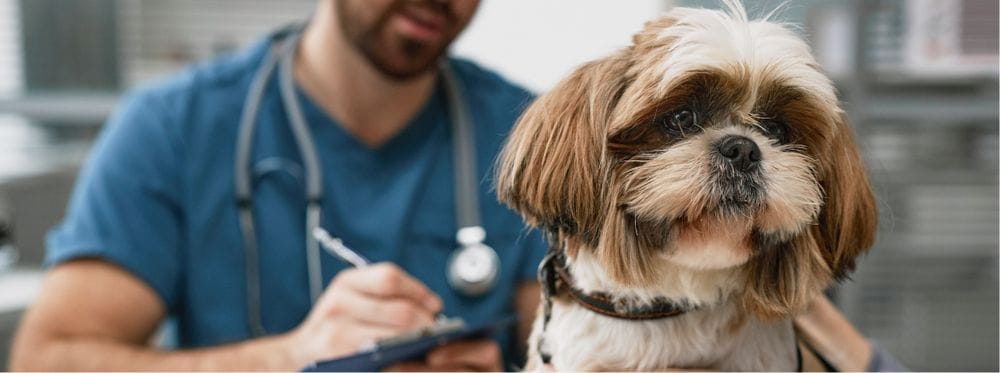 Petit chien de type shih tzu pendant une visite vétérinaire, devant un professionnel en blouse bleue.