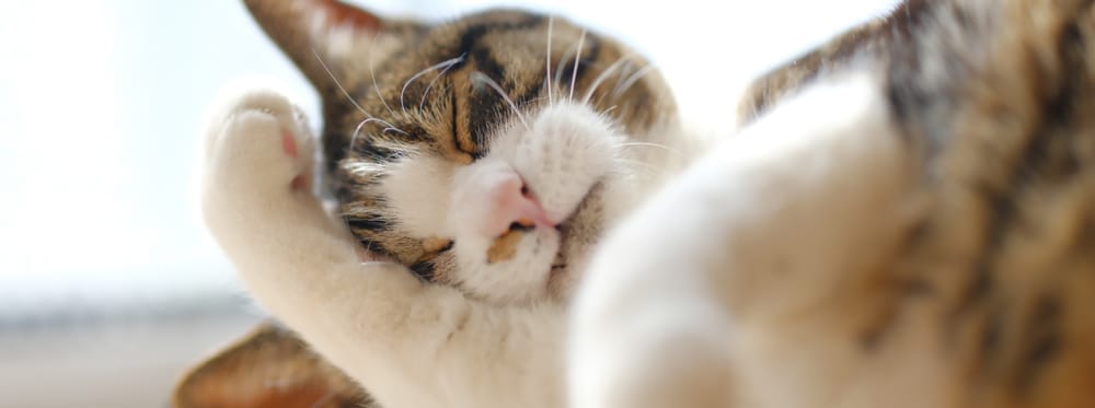 Chat tigré et blanc en train de se toiletter, la patte levée près de son visage.