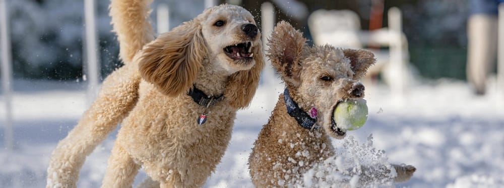 Deux chiens à poil bouclé jouant dans la neige, l’un tenant une balle dans sa gueule.