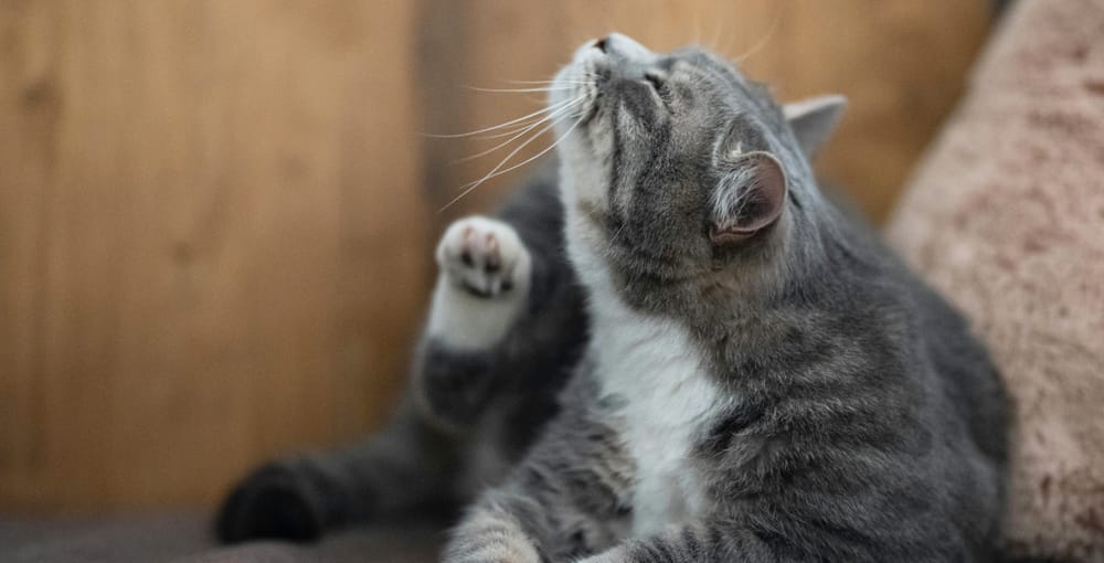 Chat gris tigré et blanc se grattant le cou avec sa patte arrière.