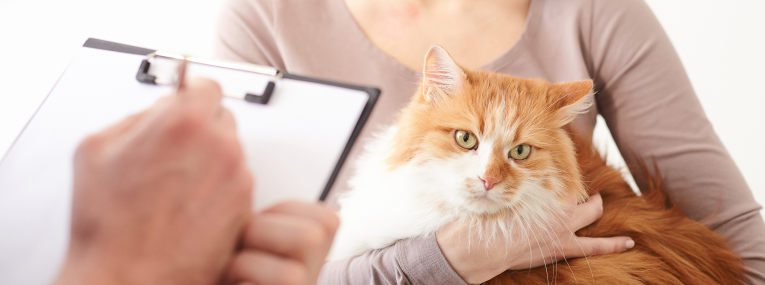 Chat roux et blanc assis sur les genoux d’une personne pendant qu’une autre personne prend des notes au premier plan.