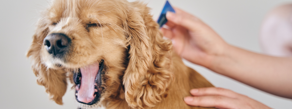 Chien bâillant pendant qu’une personne applique un traitement antiparasitaire sur son dos.