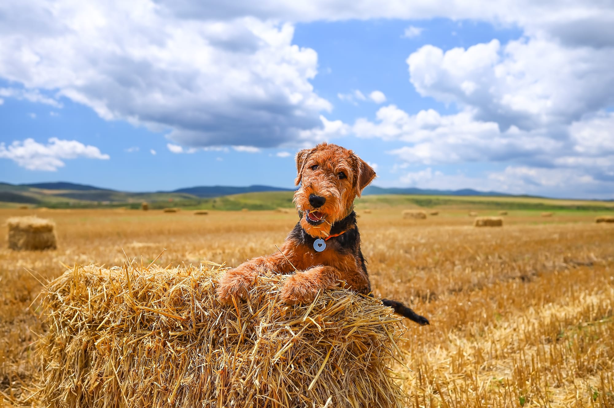 Airedale terrier appuyé sur une botte de foin dans un champ