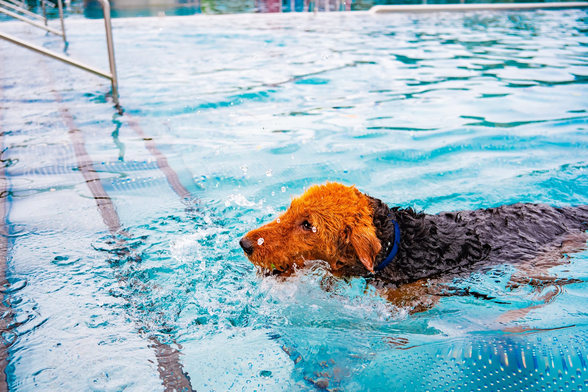 Airedale terrier nageant dans une piscine