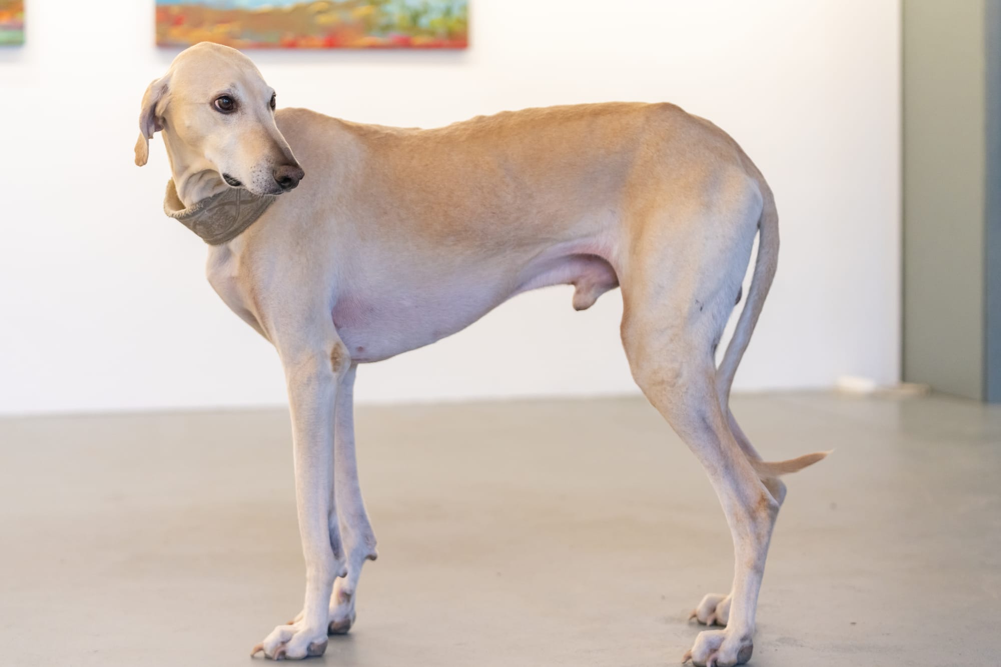 Sloughi sable debout en intérieur